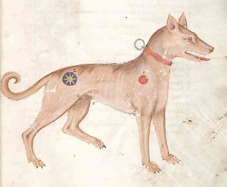 cane-manoscritto
